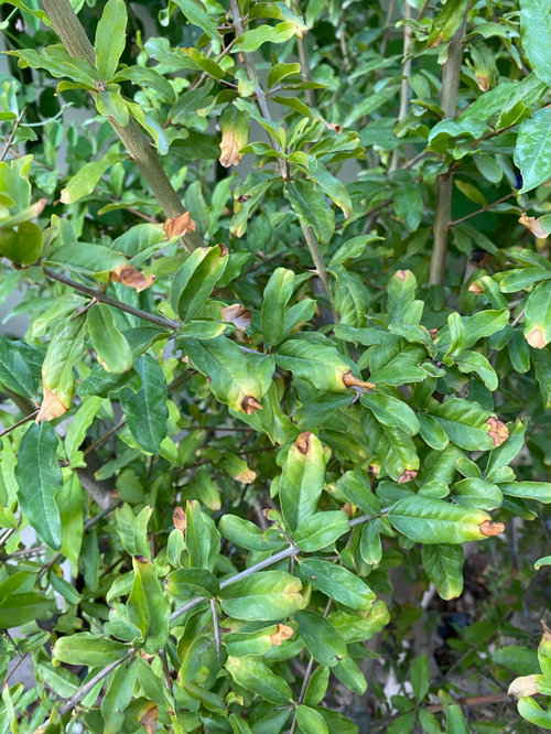 Pomegranate flowers falling off