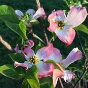 Brenda Maples's photo