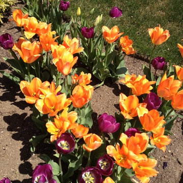 spring flowers