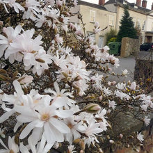 Flowers and Shrubs