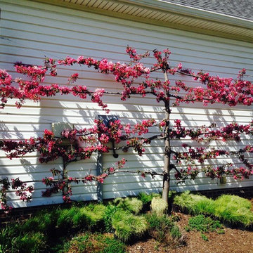 Espalier Trees