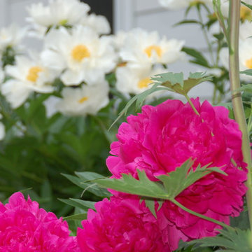 Cut Flowers and Perennial Gardens