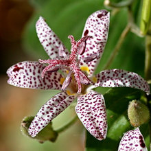 plants