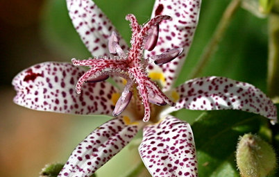 10 Perennials to Extend Your Garden's Summer Color