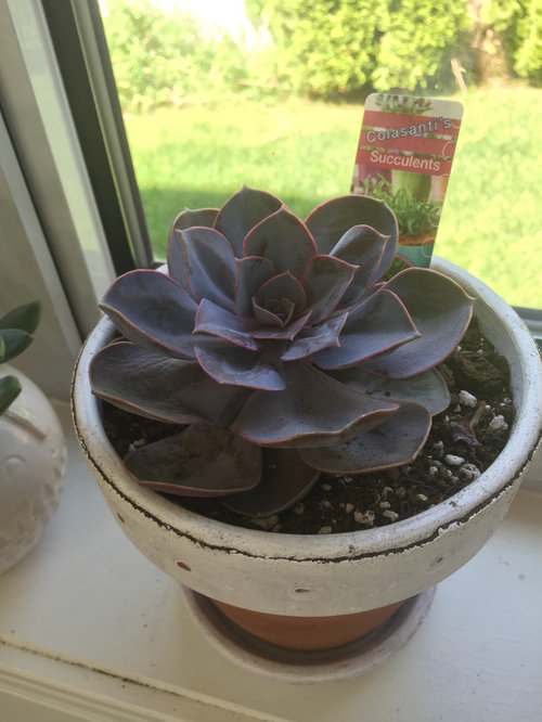 Soft and wrinkly succulents... What's wrong??