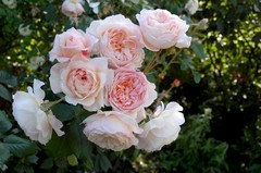 Did I make a mistake buying A Shropshire Lad?