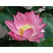 Luisa Santana's photo