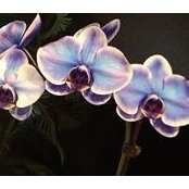 Yara Diaz's photo