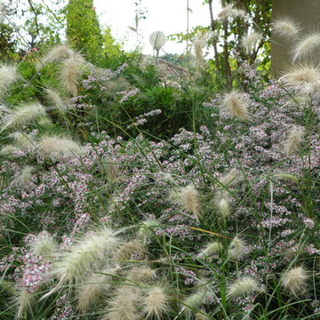 Plantes