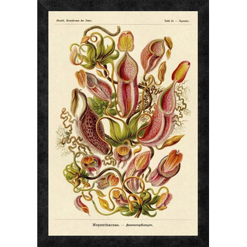"Haeckel Nature Illustrations: Pitcher Plants" Framed Canvas Giclee, 18"x26"