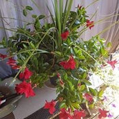Foto von Bernice Schaeffer