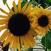 Jodawn Foster's photo
