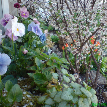 Cottage Garden - Small yard