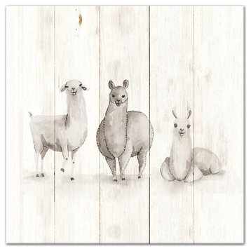 All The Llamas 24x24 Canvas Wall Art