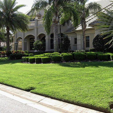 EMPIRE Zoysia