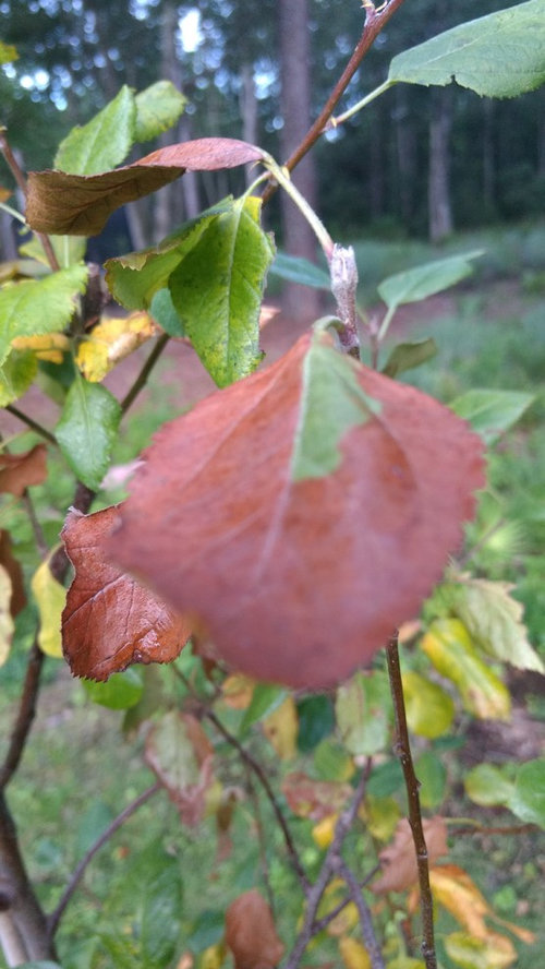 Fuji apples tree leaves turning yellow/brown.