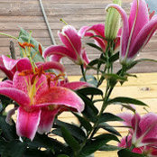 Kim Dargan's photo