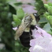 Nickole Caufield's photo