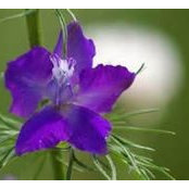 Susan Willard's photo