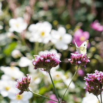 Coastal Contemporary Garden