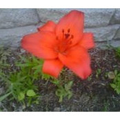 Jo-Anne Knieper's photo
