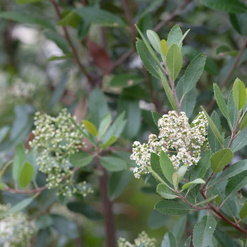 Blooming Toyon Hedge