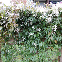 Garden - front