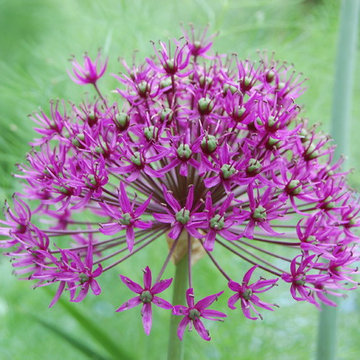 Allium aflatunense `Purple Sensation´