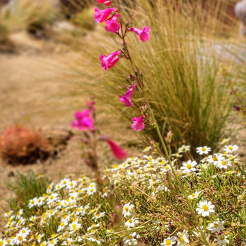 Southwest Design with Desert Native Plants