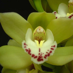 orchids - Products