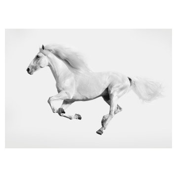 White Running Horse Glass Print, 50x70 cm