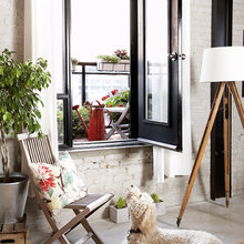 Great dogs in great spaces