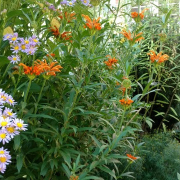 Great Garden Combos