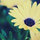 wkb_d