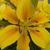 Robin Hicks's photo