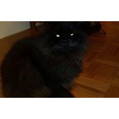 Laura Simon's photo