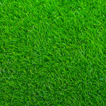 El Toro Zoysia