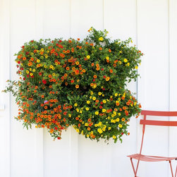 Living Wall - Products