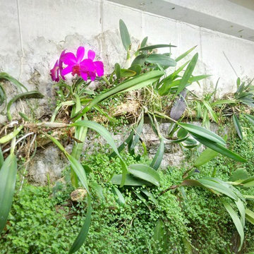 Living Walls