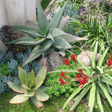 Agave