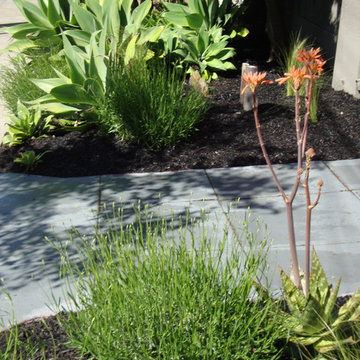 Deer Resistant Gardens