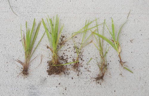 How To Over Seed With A Nutsedge Problem