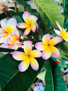 Plumeria Collection