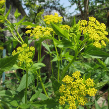 garden planrs