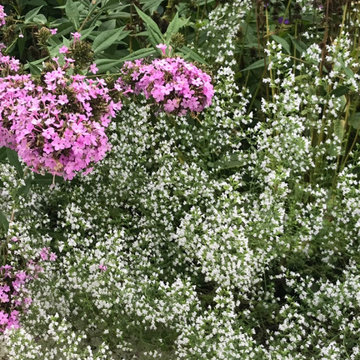 Plants for pollinators