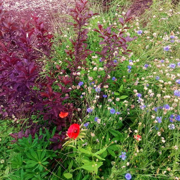 Before & After Master Gardener Landscape Makeover Lawn Reduction & Rain Gardens