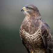 Andrew Lyon's photo