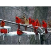 Norine Marcinkiewicz's photo