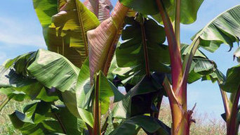 Musa 'Mekong Giant'