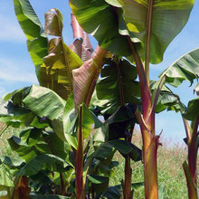 PLANTS